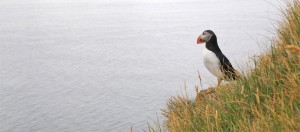 Fotografie: Papageientaucher, Island ©Gabriele Stautner, ARTIFOX