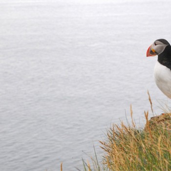 Fotografie: Papageientaucher, Island ©Gabriele Stautner, ARTIFOX