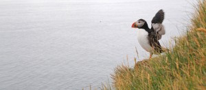 Fotografie: Papageientaucher, Island ©Gabriele Stautner, ARTIFOX