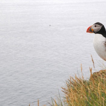 Fotografie: Papageientaucher, Island ©Gabriele Stautner, ARTIFOX