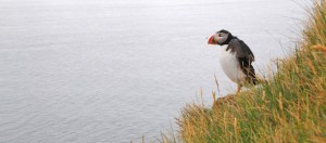 Fotografie: Papageientaucher, Island ©Gabriele Stautner, ARTIFOX