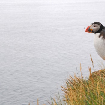 Fotografie: Papageientaucher, Island ©Gabriele Stautner, ARTIFOX