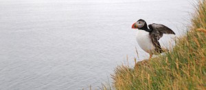 Fotografie: Papageientaucher, Island ©Gabriele Stautner, ARTIFOX