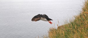 Fotografie: Papageientaucher, Island ©Gabriele Stautner, ARTIFOX