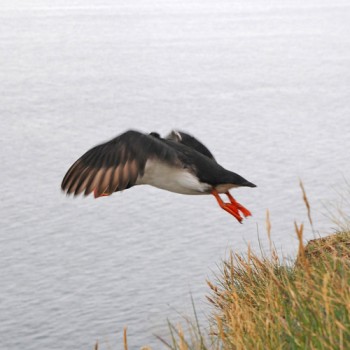 Fotografie: Papageientaucher, Island ©Gabriele Stautner, ARTIFOX