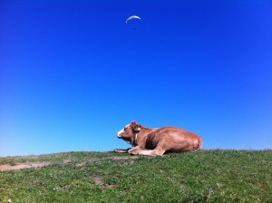 Fotografie: A Happy Day ©Gabriele Stautner, ARTIFOX