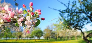 Fotografie: Spring ©Gabriele Stautner, ARTIFOX