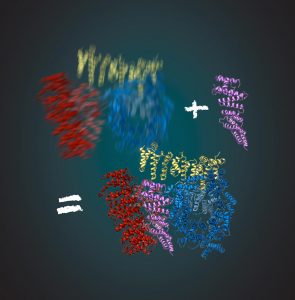 Huntingtin-assoziiertes Protein HAP40, Illustration für Prof. Kochanek, Uni Ulm/Max-Planck-Institut München © 2018 Gabriele Stautner