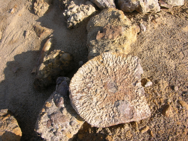 DSCN9574.JPG