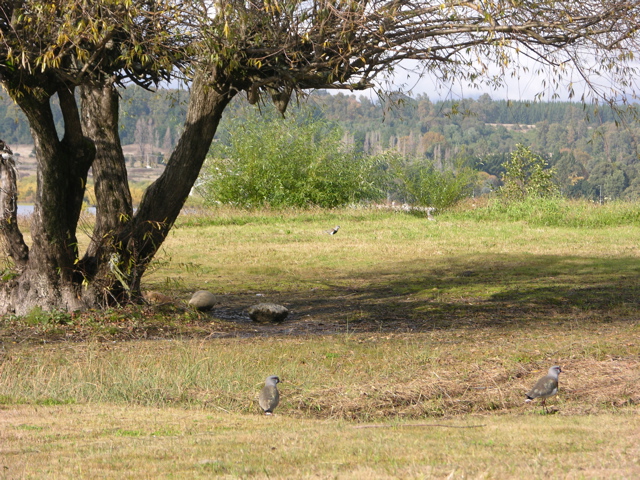 DSCN9437.JPG