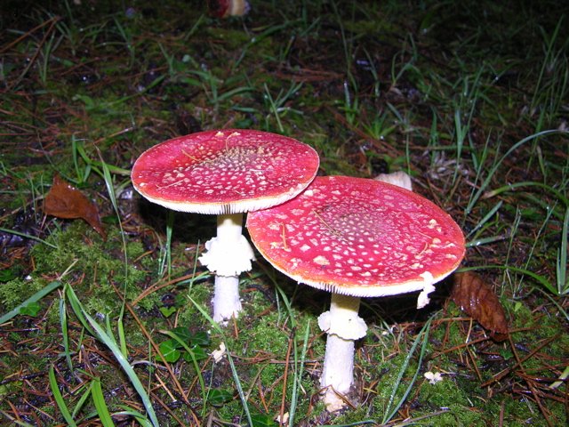 DSCN9467.JPG