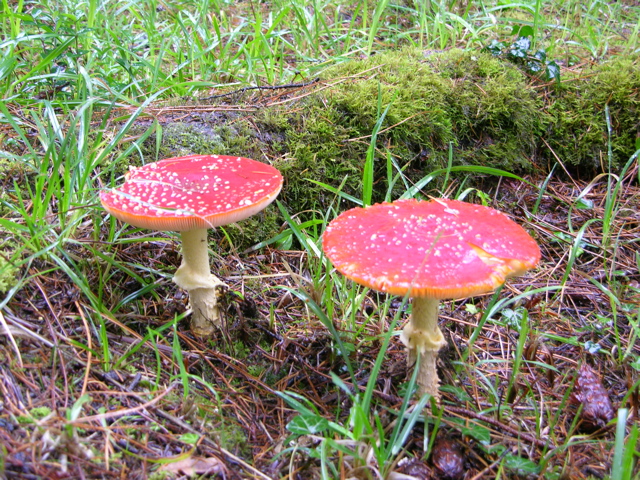DSCN9468.JPG