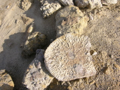 DSCN9574.JPG