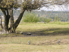 DSCN9437.JPG