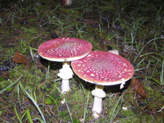 DSCN9467.JPG