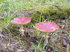 DSCN9468.JPG