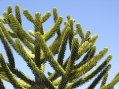 DSCN9509.JPG