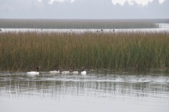DSC00605