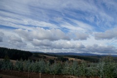 DSC00774
